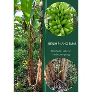 Benih Pokok Pisang Emas Sulur Pisang Mas