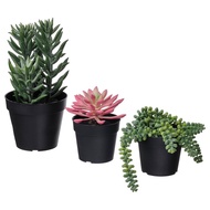 Set of 3 genuine FEJKA plants