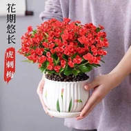 Prunus Macrocarpa Potted Plant Large Flower Old Stump with Buds Balcony Indoor and Outdoor Flowering