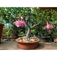 Adenium Obesum (Desert Rose Plant)