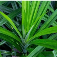 Anak Pokok Pandan Wangi /Pandan Leaf