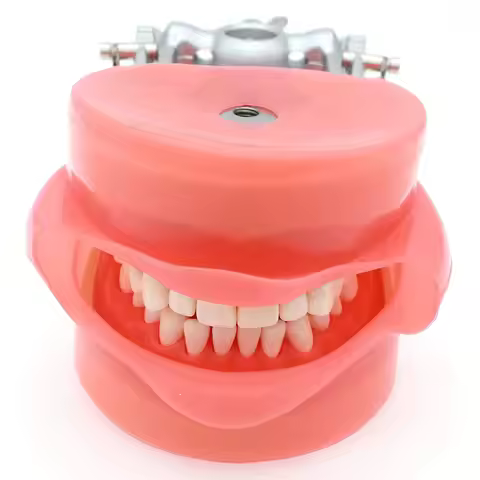 Dental Typodont Model Compatible Kilgore NISSIN 200 Type with 32 PCS Removable Teeth and Metal Brack