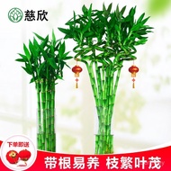 Bambu Bertuah Berakar Berakar Bambu Melengkung Rezeki Bambu Lurus Kekayaan Bambu Hidroponik Bunga Bu