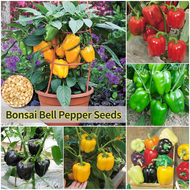 ปลูกง่าย ปลูกได้ทั่วไทย เมล็ดสด 100% เมล็ดพันธุ์ พริกหวาน Bell Pepper Seeds บรรจุ 50 เมล็ด Bonsai Vegetable Seeds เมล็ดพันธุ์ผัก ต้นผลไม้ บอนไซ พันธุ์ผัก เมล็ดผัก เมล็ดพันธุ์พืช ผักสวนครัว ต้นไม้มงคล เมล็ดบอนสี Sweet Pepper Plant Seeds for Planting
