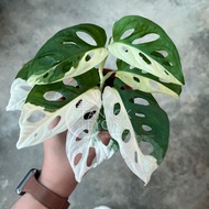 🔥Rare🔥TKL - Monstera Adansonii Variegated (2-7Leaves) 🔥稀有🔥仙洞龟背竹白锦 【2-7叶】