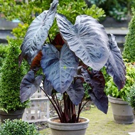 บอนแบล็คเมจิก บอนจีนดำ บอนดำ Colocasia 'Black Magic' ต้นบอนดำ บอนเขียว Colocasia esculenta ( เพจ สวนบอนกระดาดยักษ์ โทร O98-O13O425 )