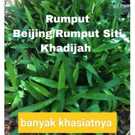 RUMPUT CINA/RUMPUT BEIJING/RUMPUT SITI KHADIJAH