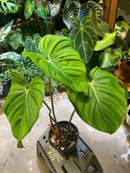 Philodendron ‘McDowell’ 麥克蔓綠絨