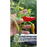 pokok cili lawi ayam. dalam polybag saiz 6x5. pokok mula berbuah.