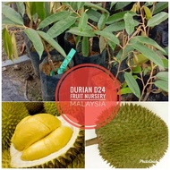 Anak pokok durian D24 M size-Fruit Nursery Malaysia  (Order 1 pokok sahaja)