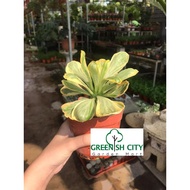 Euphorbia Poissonii Variegated Live Plant Pokok Sukulen 贝信麒麟 Variegated Euphorbia Succulent