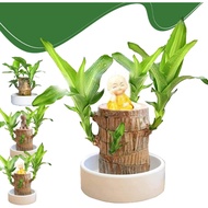 Brazil Wood Decor Lucky Bamboo Wood - Brazilian Lucky Wood Plant Wood Stump - Lucky Bamboo Plants In