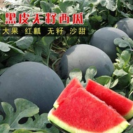 Benih Tembikai Tanpa Biji / Seedless Watermelon / 无籽西瓜“6pcs