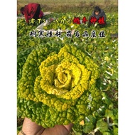 Huangxin Black Vegetable Seeds Seeds Black Vegetables Black Vegetables Snowy Golden Cabbage Vegetabl