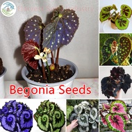 Mixed Begonia Seeds Coleus Bonsai Flower Seeds for Sale Garden Flower Plant Seed Live Plants Real Plants Seeds Air Plant Potted Ornamental Plants Gardening Seeds (Each Pack Contains 50 pcs Seeds - Seeds for Planting - Easy To Grow - Philippines Spot)