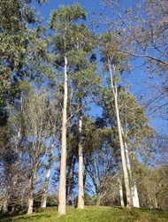 ต้นพันธุ์ยูคาลิปตัส พร้อมลุก ถุงดำ 39 บาท เป็น ไม้ยืนต้นโตเร็ว ที่ปลูกได้แทบจะทุกสภาพพื้นที่