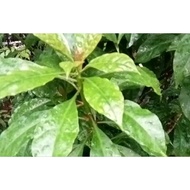 Pokok DURİ TUJUH ( Rm5.50) Keratan Duri 7, DAN SEGAR DURİ 7