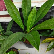 tanaman hias philodendron linet