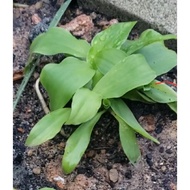 Anak Pokok Cekur / Cekur