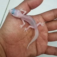 leopard gecko supersnow eclipse pied botak line super pied