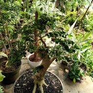 bonsai strublus asper medium bonsai serut