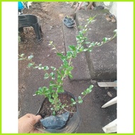 ♕ ♟ ¤ FUKIEN TEA (TSAANG GUBAT) SMALL SIZE