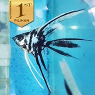 Paket Koloni (isi 10) Manfish Tricolor Slayer Ikan Hias Aquascape Hiasan Aquarium Tanaman