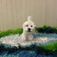 小白比熊犬5cm-毛根扭扭棒手作/髒萌流浪動物園/娃娃寵物玩偶