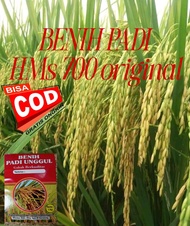 (COD) BENIH PADI HMS 700 UNGGUL 1kg BERKUALITAS