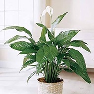 Peace Lily Green Jumbo Indoor Plant Plus Pot and Decorative Stones
