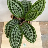 Kaempferia or Calathea Merak with FREE plastic pot, pebbles and garden soil (Rare Indoor Plant and 4 Stocks Only)