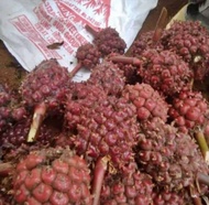 Buah Honje Segar Honje Bumbu Masakan Persatu Buah