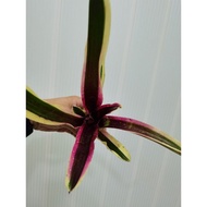 bromeliad neoregelia Titania