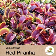 Red Piranha Venus Flytrap – Stunning Carnivorous Plant for Insect Control 🪴💥