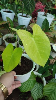 Alocasia Xanthosoma Zinger Lime with FREE plastic pot, pebbles and soil. Real Plants not Seeds / Indoor Plant / Plants fo Sale