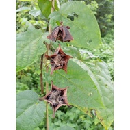 Pokok Kapas Hantu / Abroma augusta