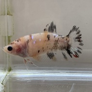 Cupang Female Betina Giant Multicolor Nemo Galaxy 06