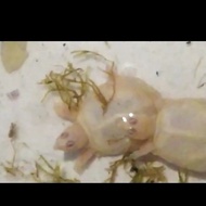 bulus labi labi albino baby mata merah