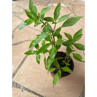 Pokok Selasih / Thai Basil