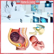 ci Human  Fetal Development 9Th Month Embryonic Pelvic Model Science Toy