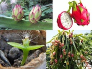 Dragon Fruit Plant  ( CUTTINGS )" ( White Flesh )  ( Plants for sale and Lowest Price )