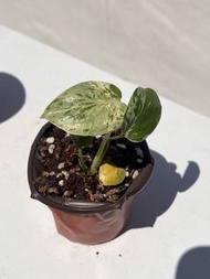 妙蛙種子龜背竹 - 觀葉植物盆栽