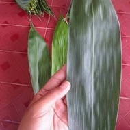 Jumbo Bamboo Daum For Wrapping bacang bakcang Ready To Pick 1 kg