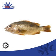 FROZEN JENAHAK CLEANED 400-600GM+-/NOS 冷冻红枣鱼  - GST FRESH MART