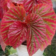 begonia Rex walet rimbun