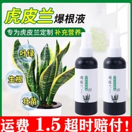 Hulan Dedicated Nutritious Roots Rotten Roots Yellow Leaf Hulan Roots New Buds Strong Roots Raw Gree