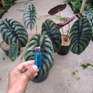 alocasia cuprea tengkorak indukan