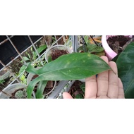 philodendron 686986 live plant