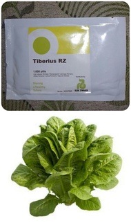 Jtt'' Repacking, Benih Selada Tiberius Rz Cos Lettuce Romaine Rijk Zwaan