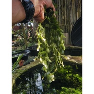 Aquarium Aqua Plants- Egeria Densa Unpotted (1 bunch=10 stem) 水薀草/蜈蚣草，水草
